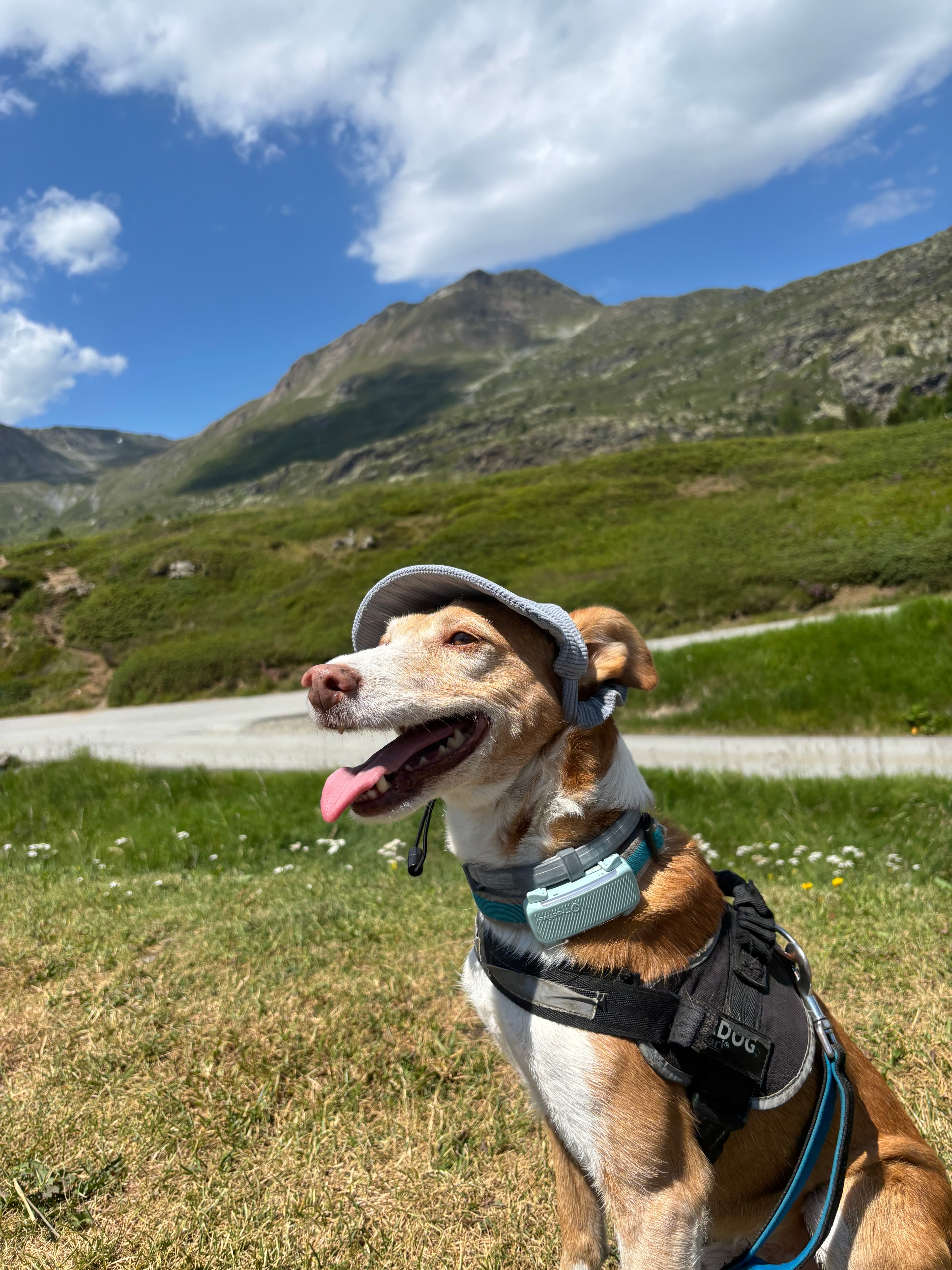 Cord-Sonnenmütze für Hunde