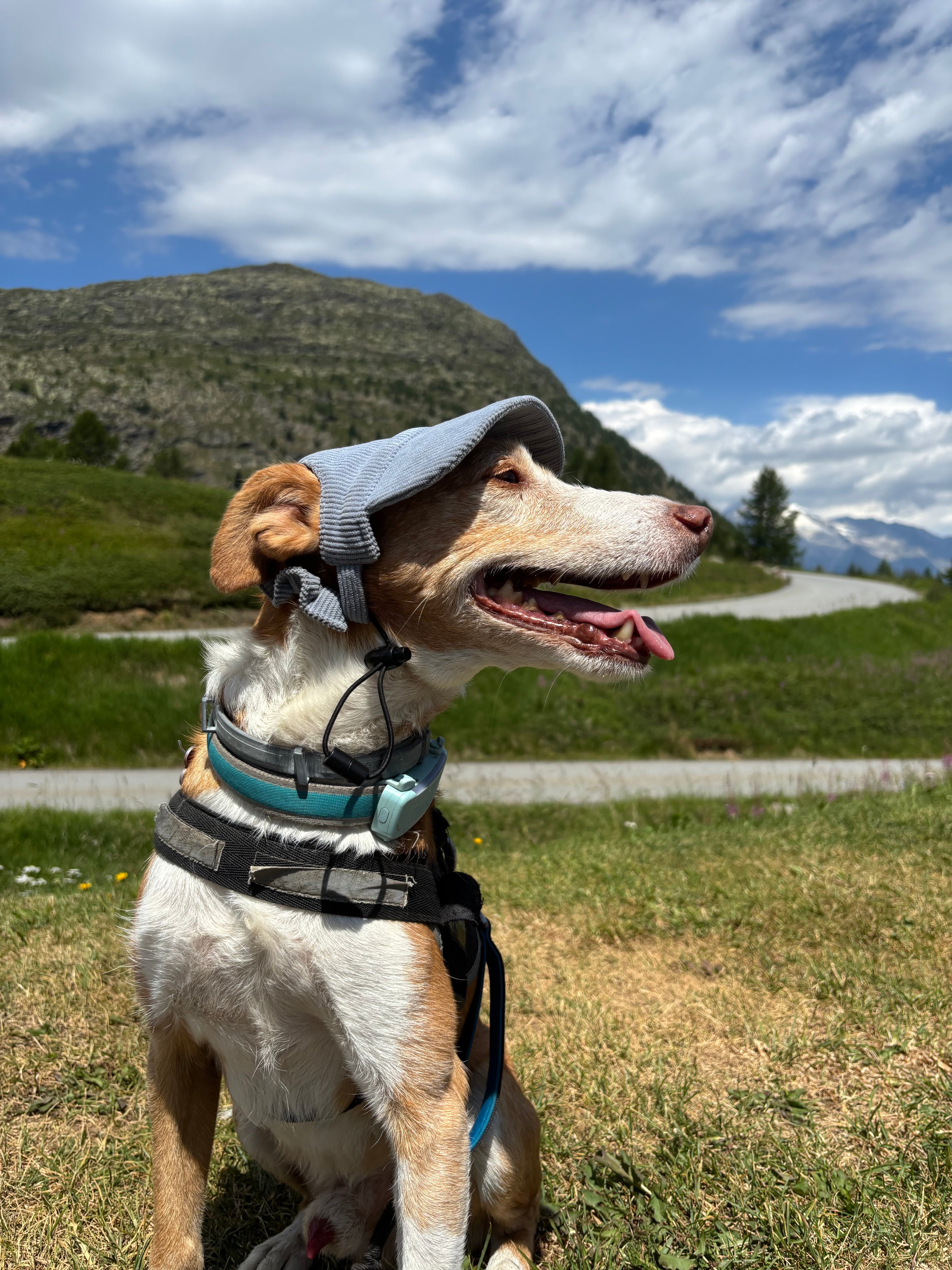 Cord-Sonnenmütze für Hunde