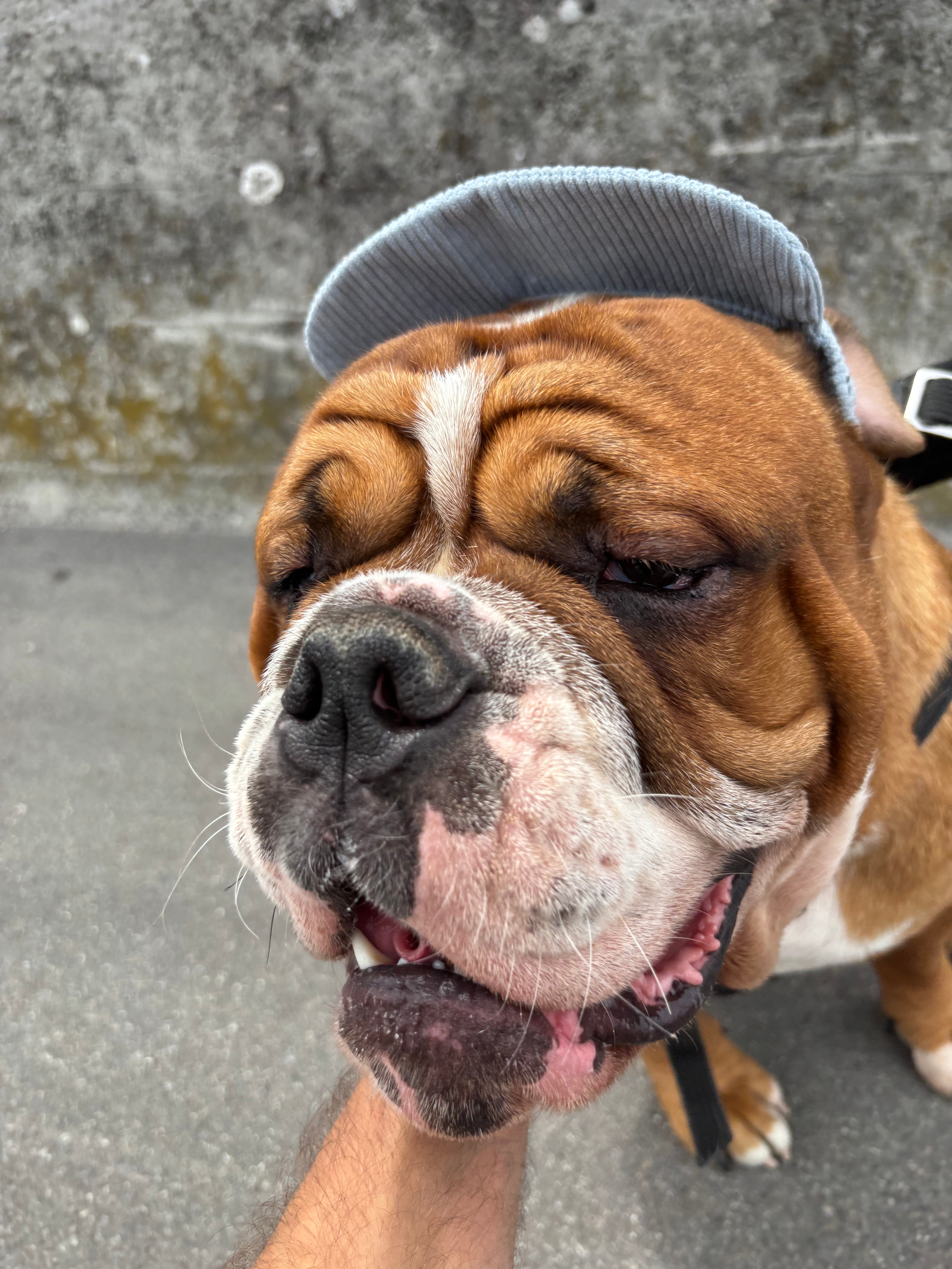 Casquette de soleil en velours côtelé pour chien