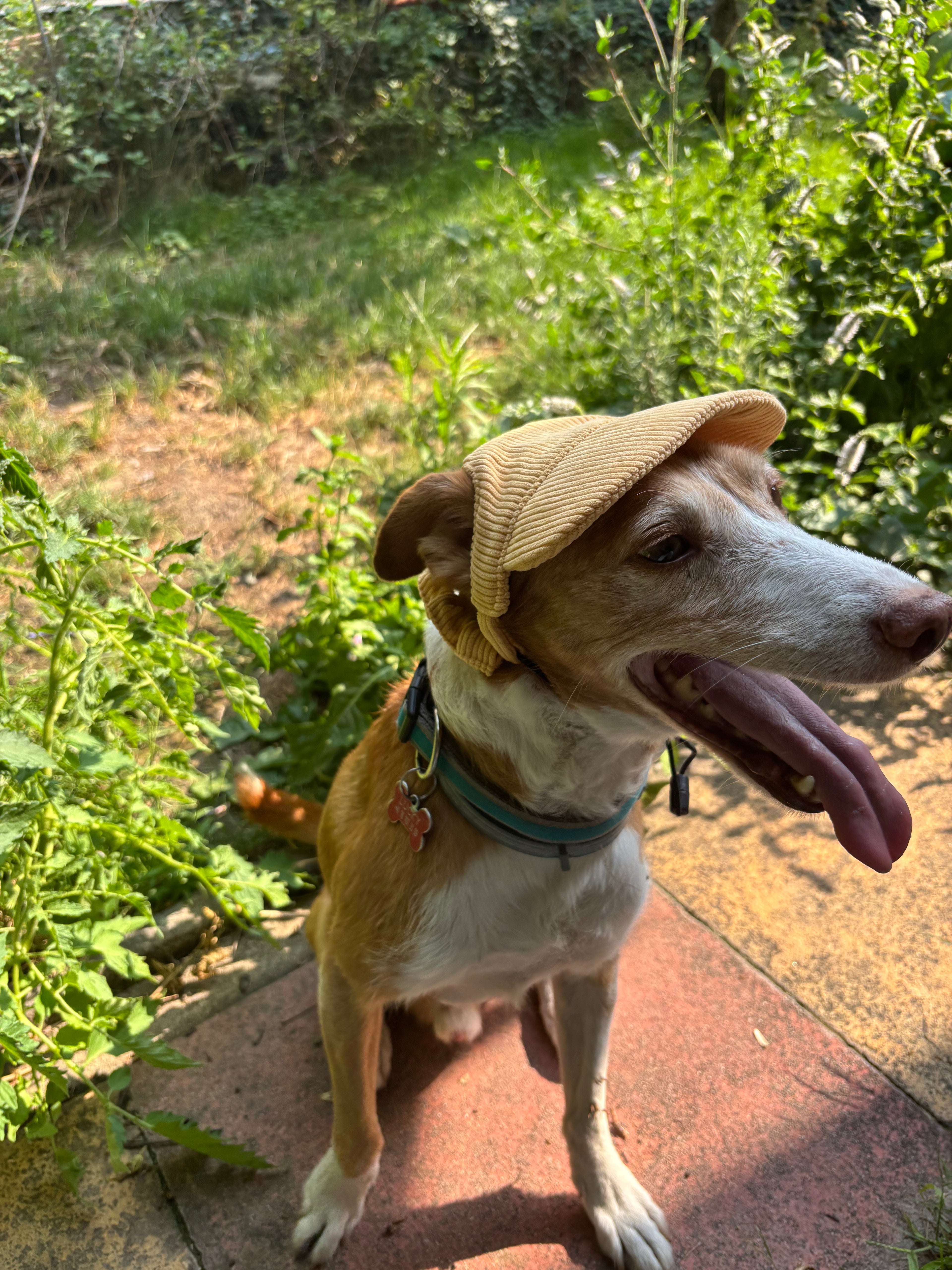Casquette de soleil en velours côtelé pour chien