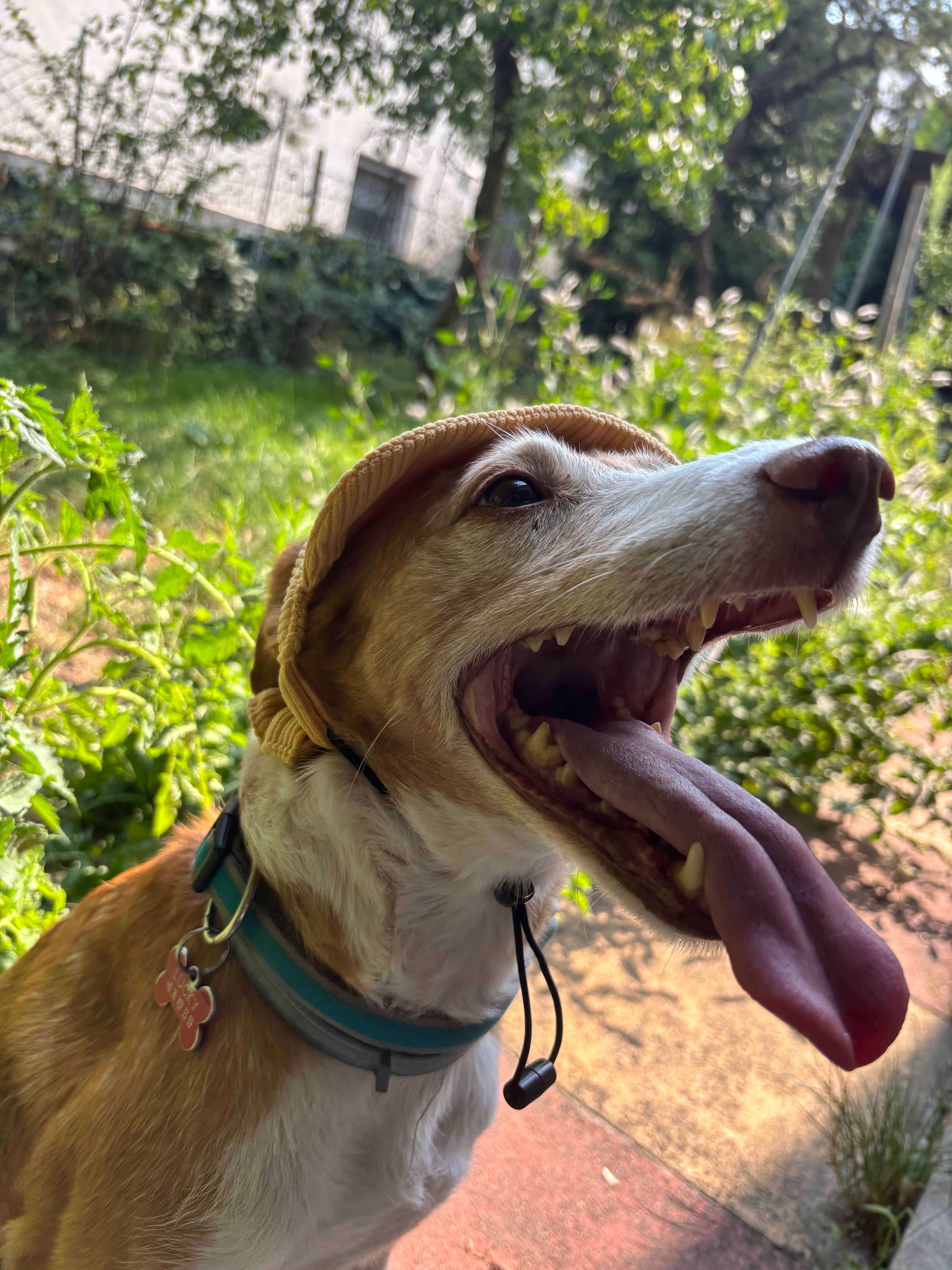 Casquette de soleil en velours côtelé pour chien