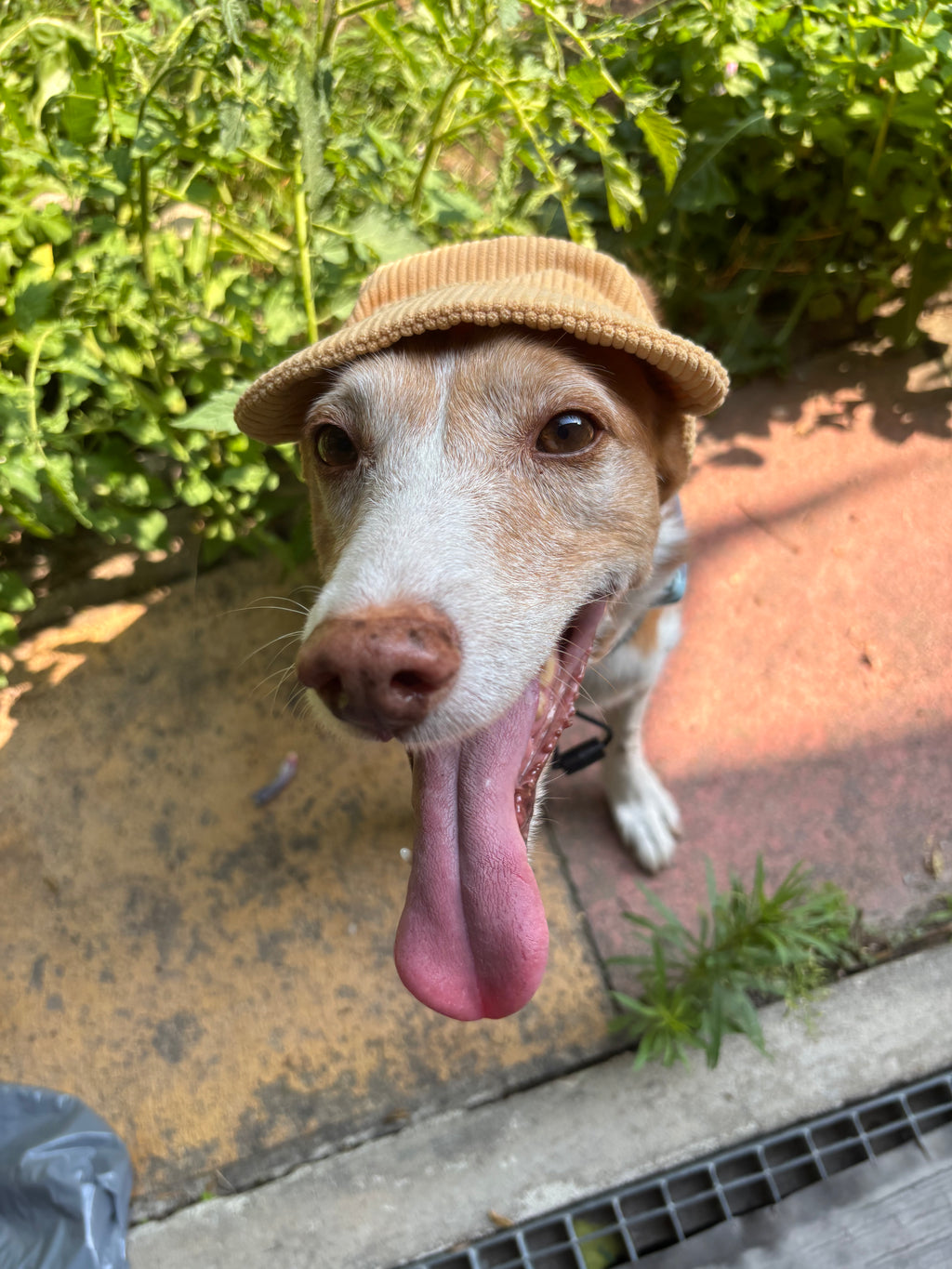 Casquette de soleil en velours côtelé pour chien