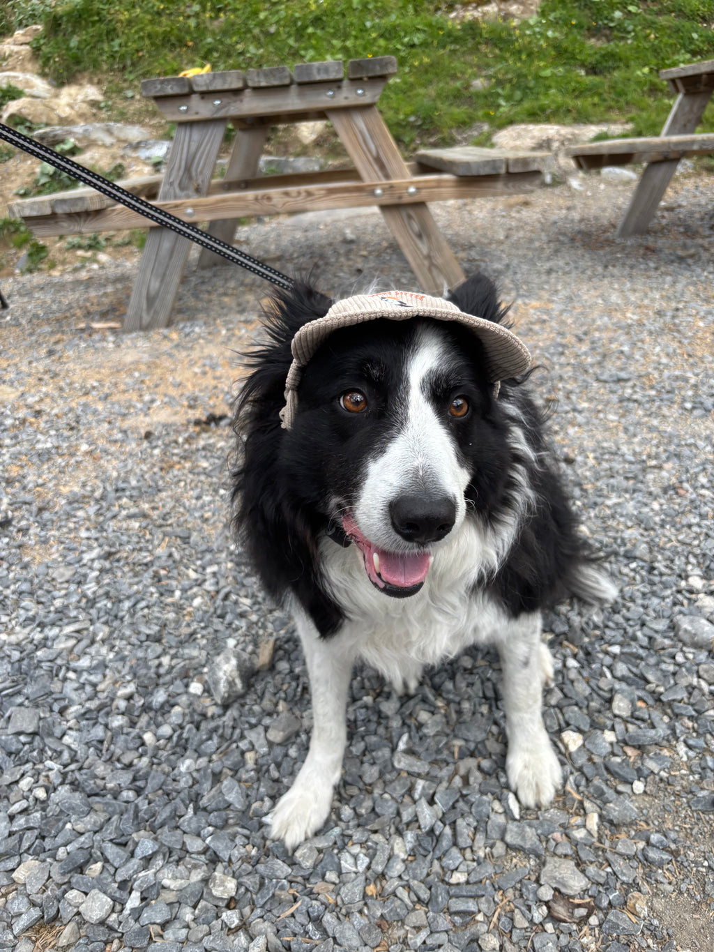 Casquette de soleil en velours côtelé pour chien
