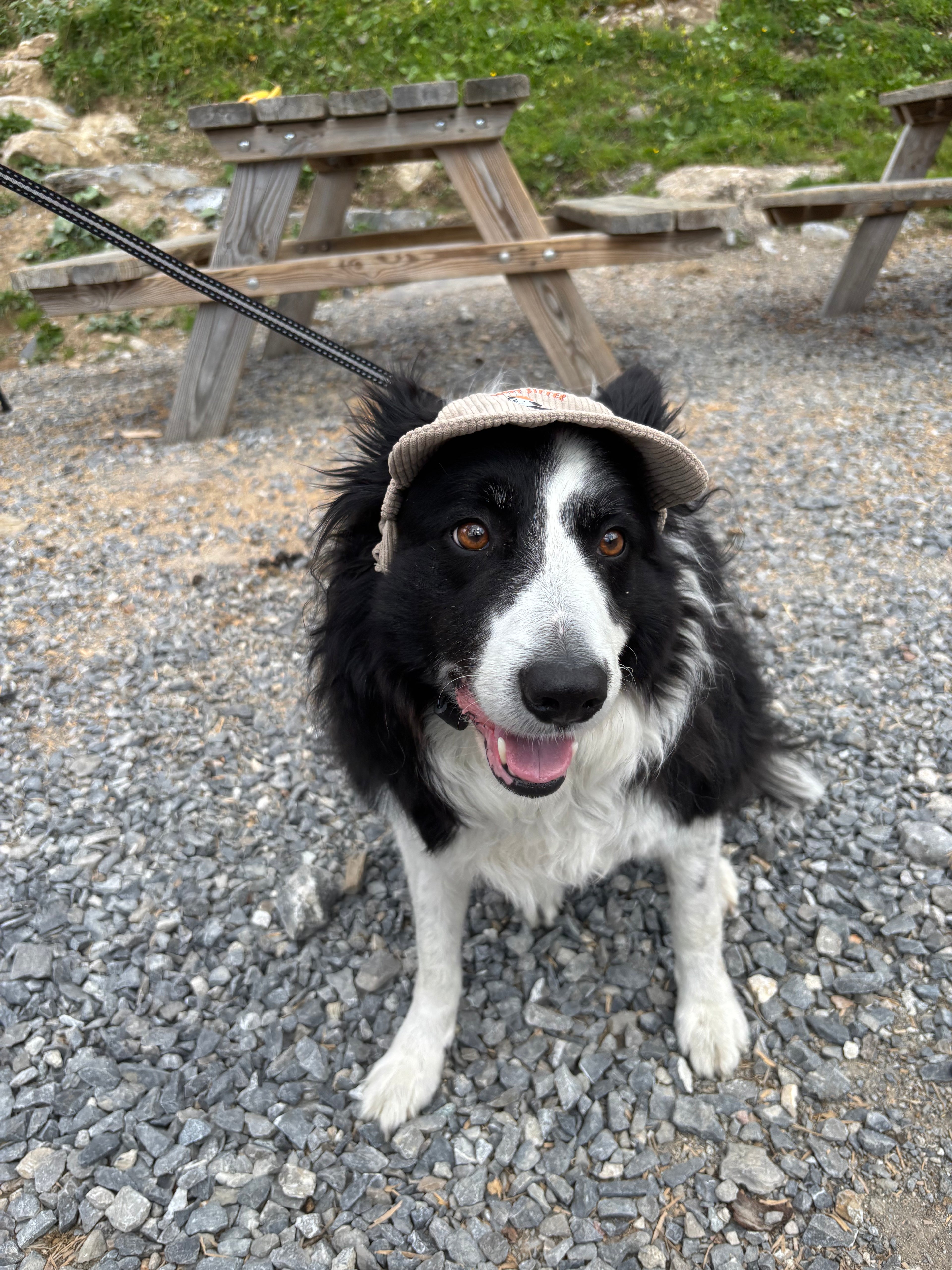 Casquette de soleil en velours côtelé pour chien