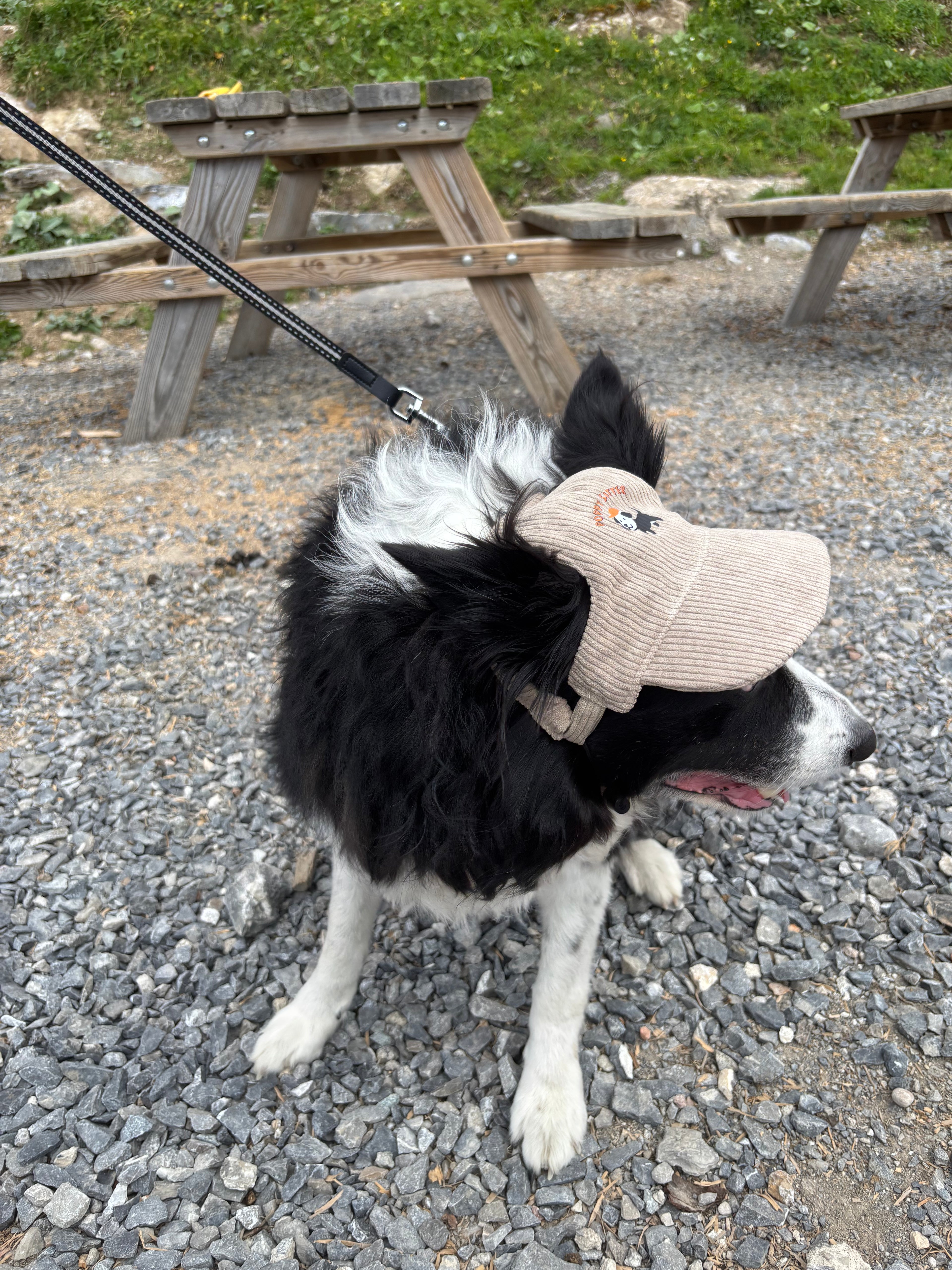Casquette de soleil en velours côtelé pour chien