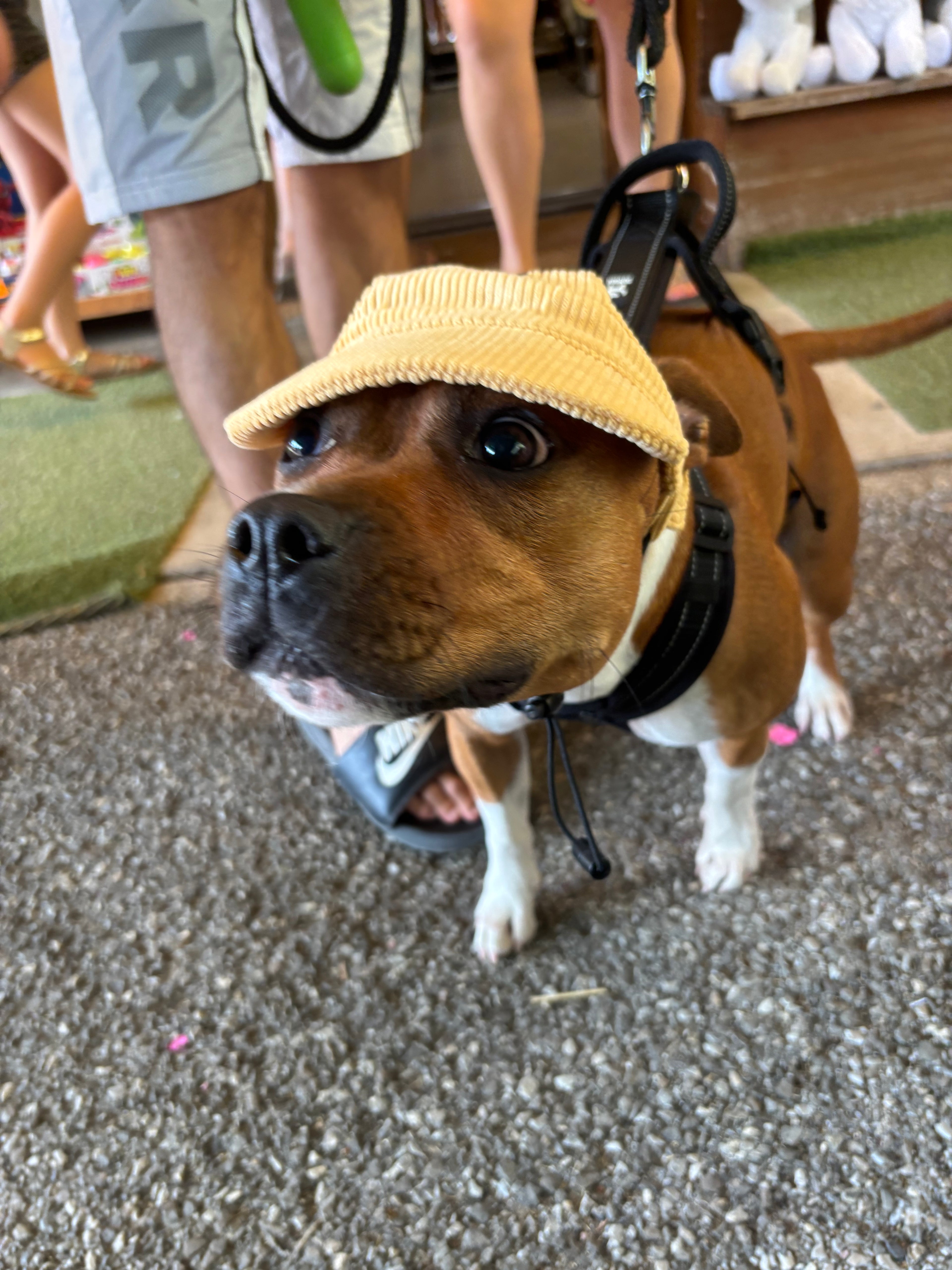 Casquette de soleil en velours côtelé pour chien