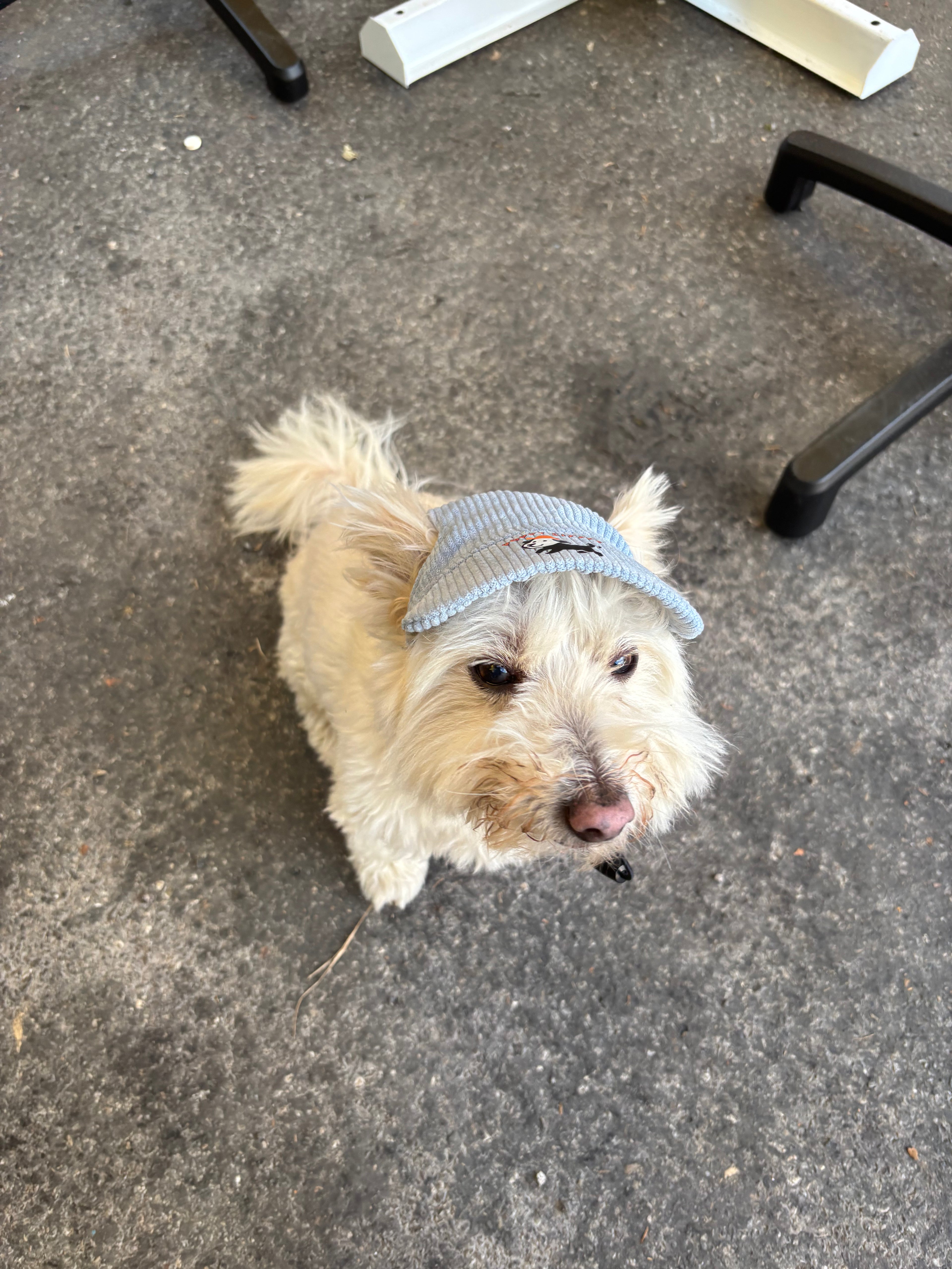Casquette de soleil en velours côtelé pour chien