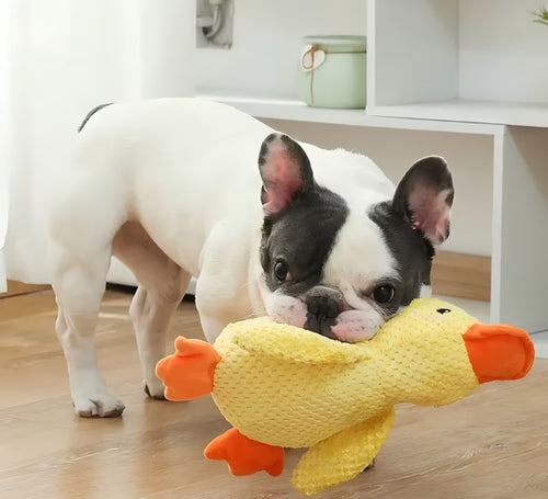 Peluche Canard "Coin-Coin" pour chien
